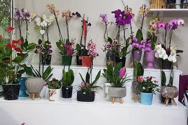 Jasmine's Garden - Resim 12