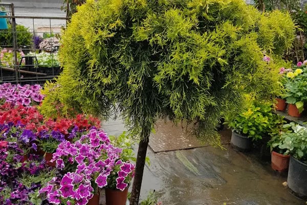 Jasmine's Garden - Resim 5