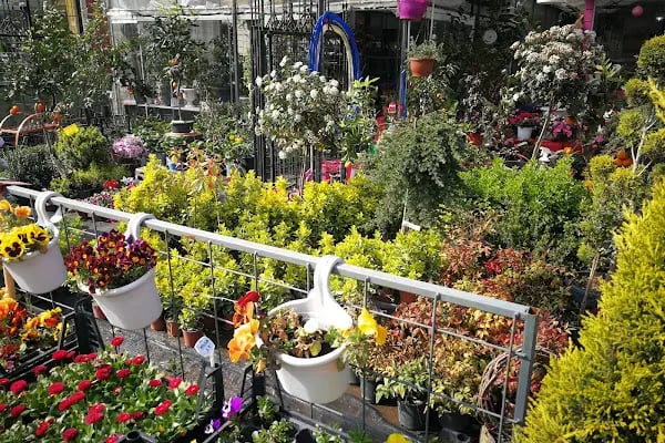 Jasmine's Garden - Resim 16