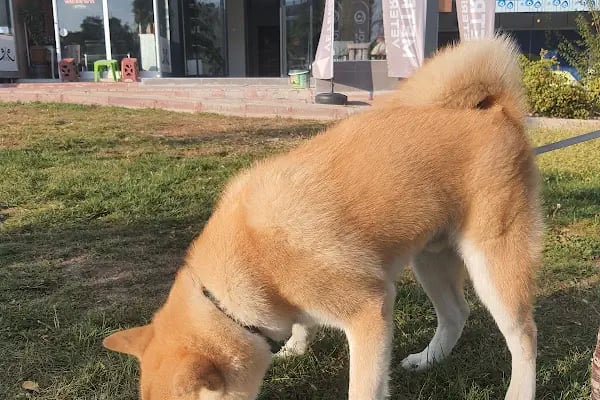 KONYA METROPOL Veteriner Kliniği - Resim 9