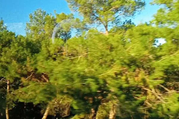 Torba Geçici Hayvan bakımevi - Resim 2
