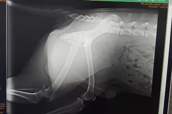 Petiada Veteriner Kliniği - Resim 3