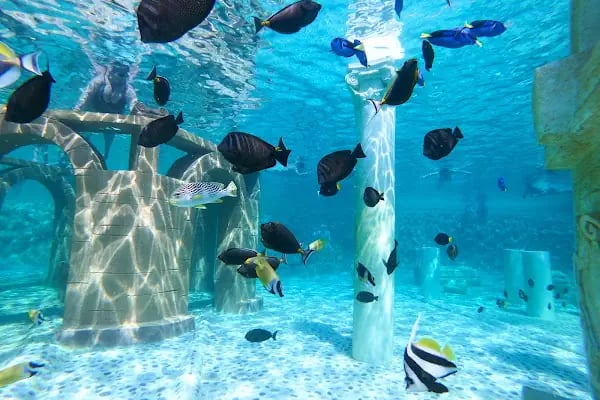 Sealanya Dolphinpark Seapark - Resim 2