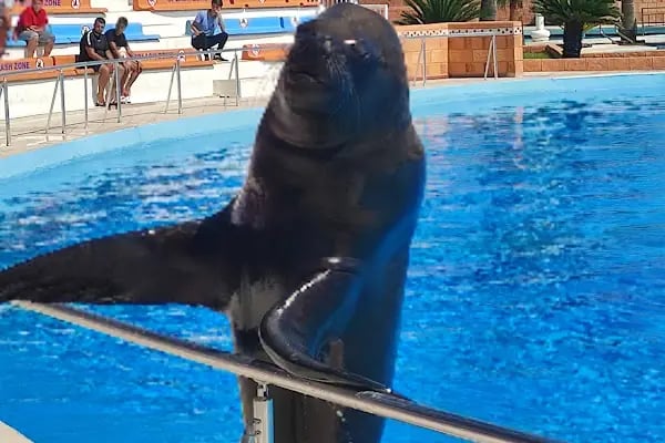 Sealanya Dolphinpark Seapark - Resim 4