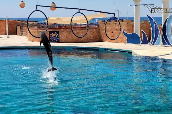 Sealanya Dolphinpark Seapark - Resim 13