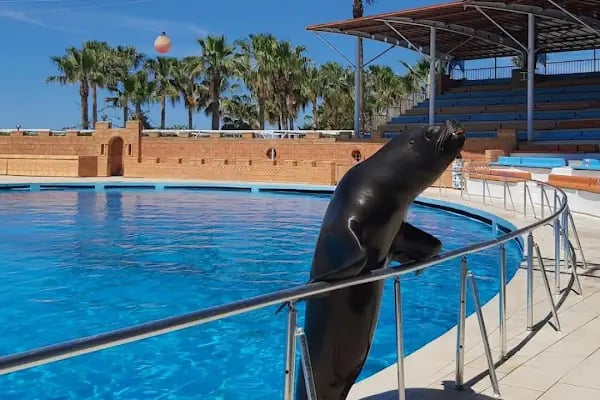 Sealanya Dolphinpark Seapark - Resim 12