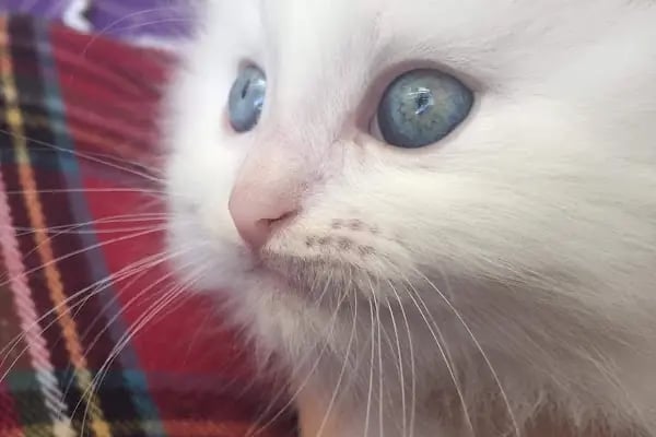Sevgi Veteriner Kliniği - Resim 7