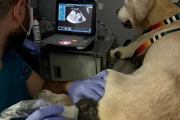 Yeşilköy Petiatri Pet ve Kuş Veteriner Kliniği - Resim 13