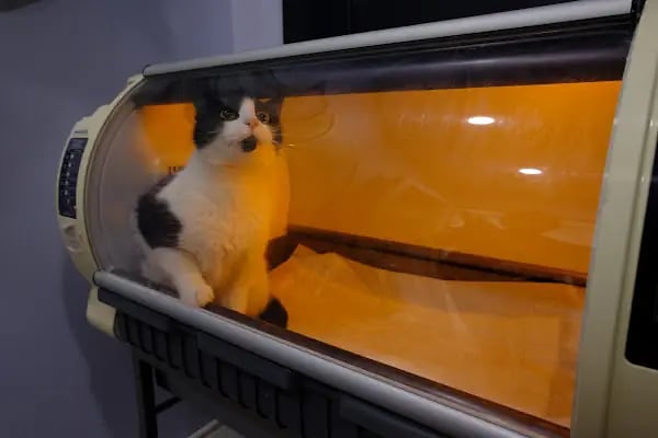 Yeşilköy Petiatri Pet ve Kuş Veteriner Kliniği - Resim 9