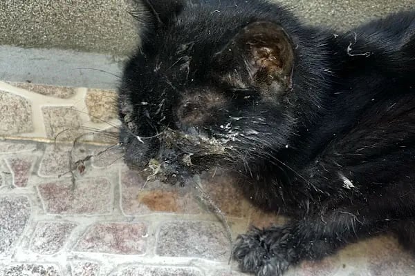 Yeşilköy Petiatri Pet ve Kuş Veteriner Kliniği - Resim 18