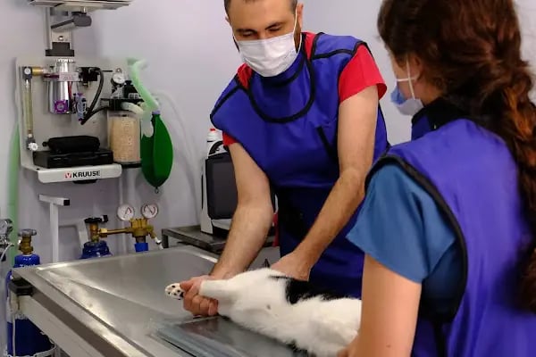 Yeşilköy Petiatri Pet ve Kuş Veteriner Kliniği - Resim 20