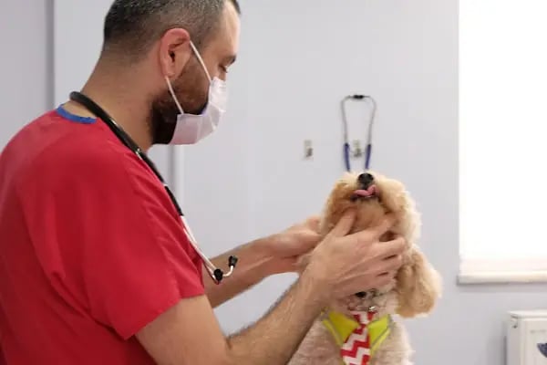 Yeşilköy Petiatri Pet ve Kuş Veteriner Kliniği - Resim 16