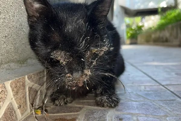 Yeşilköy Petiatri Pet ve Kuş Veteriner Kliniği - Resim 17
