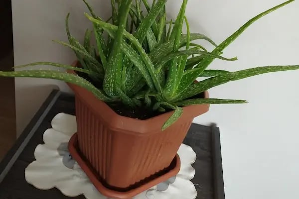 Maki Garden Centre - Resim 9