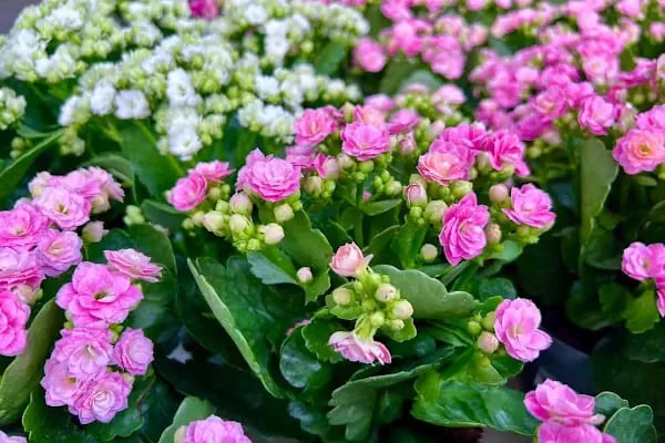 Maki Garden Centre - Resim 12