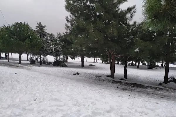 Çınar - Resim 2