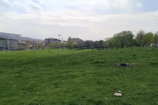 Çınar - Resim 3