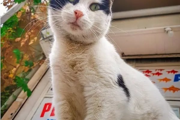 Balçova Pet Shop - Resim 2