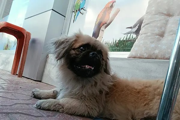 Panayır petshop - Resim 2