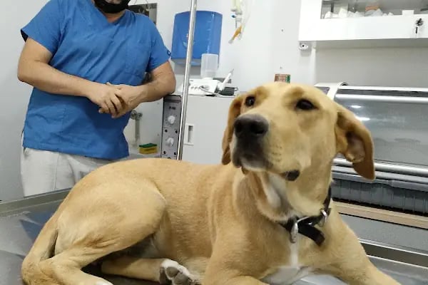 Denizli pethane 20/48 veteriner kliniği - Resim 8