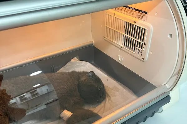 Salihli Yaşam Veteriner Kliniği - Resim 17