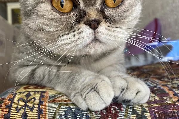 Salihli Yaşam Veteriner Kliniği - Resim 12