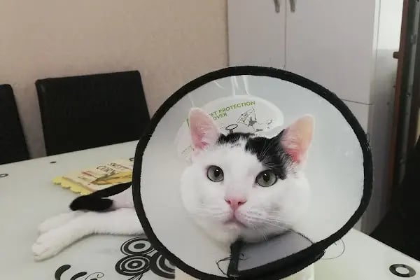 Boncuk Pet Hayvan Hastanesi - Diyarbakır - Resim 14