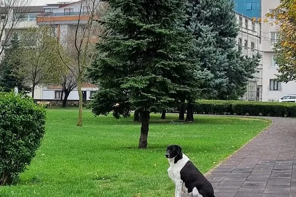 Yeni Karaman Yarı Olimpik Yüzme Havuzu - Resim 6