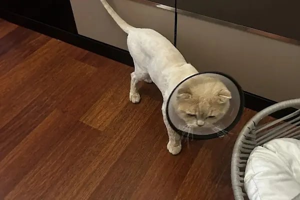 Via Veteriner Kliniği - Resim 6