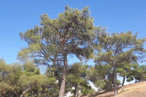 Extrem Park Kapıçam - Resim 7
