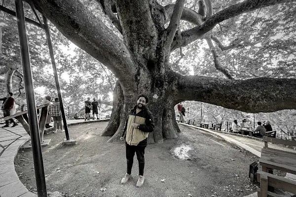 Tarihi Çınar Ağacı - Resim 3