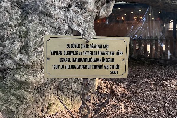 Tarihi Çınar Ağacı - Resim 20