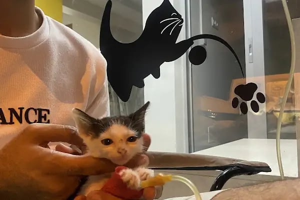 Vet Sun Veteriner Kliniği - Resim 9