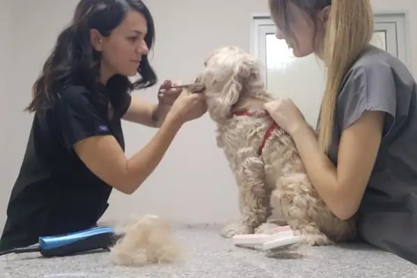 Vet Sun Veteriner Kliniği - Resim 12