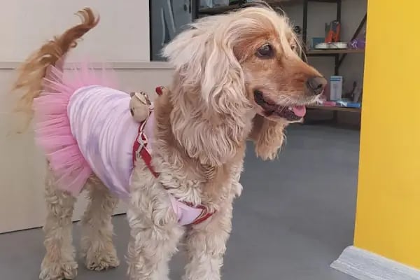 Vet Sun Veteriner Kliniği - Resim 8