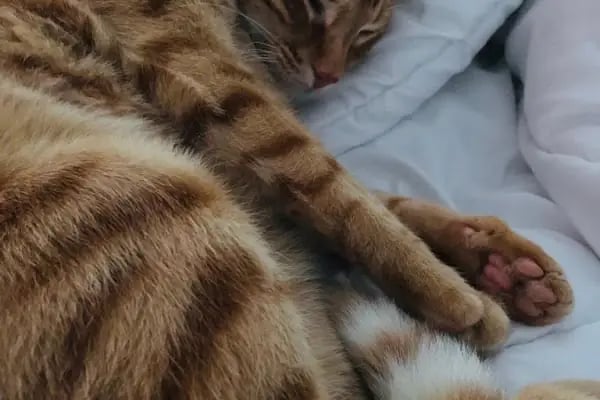 Vet Sun Veteriner Kliniği - Resim 7