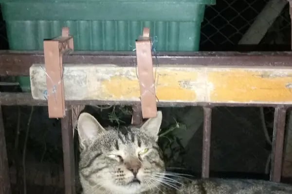 ATAN VETERİNER KLİNİĞİ - Resim 12