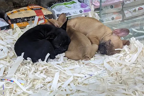 Petbox Akbatı - Resim 15