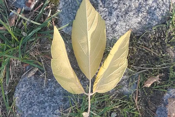 Esenboğa Parkı - Resim 17