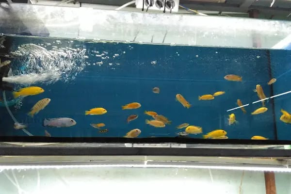 Ankara Pet Shop Akvaryum &amp; Evcil Hayvan Ürünleri - Resim 19