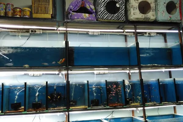 Ankara Pet Shop Akvaryum &amp; Evcil Hayvan Ürünleri - Resim 1