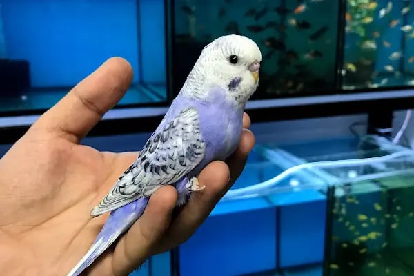 BULUT PET SHOP - Resim 8