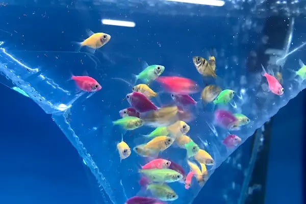 BULUT PET SHOP - Resim 7