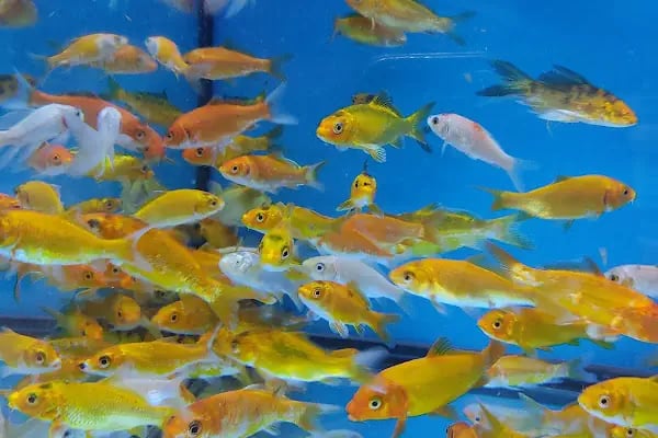 BULUT PET SHOP - Resim 16