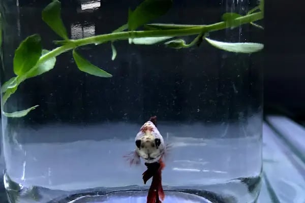 BULUT PET SHOP - Resim 10
