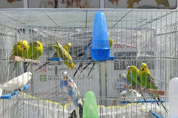 BULUT PET SHOP - Resim 3