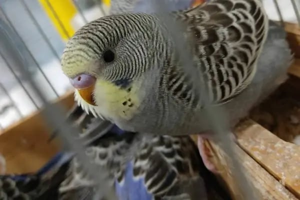 BULUT PET SHOP - Resim 19