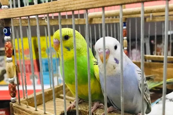 BULUT PET SHOP - Resim 5