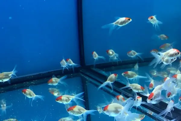 BULUT PET SHOP - Resim 4