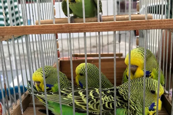 BULUT PET SHOP - Resim 6